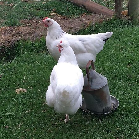 Brookover Farm Villa Frome Buitenkant foto